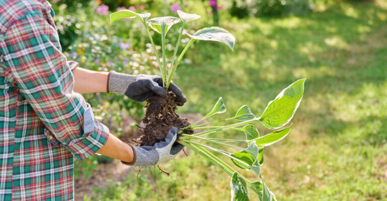 Can You Actually Divide Ohio Hostas In Summer