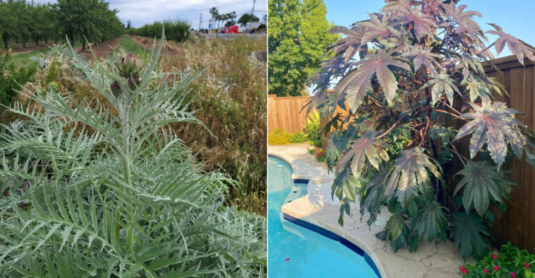 Can You Be Fined For A Banned Plant You Didn’t Know Was Illegal In California?