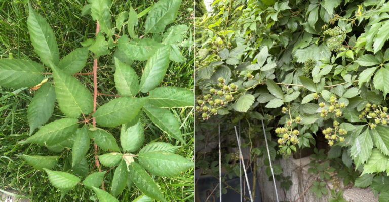 Can You Legally Force A Neighbor To Remove Invasive Blackberries In Oregon?