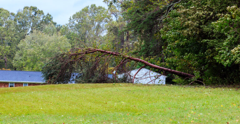 Can You Make Your Oregon Neighbor Remove A Tree That Threatens Your Home?