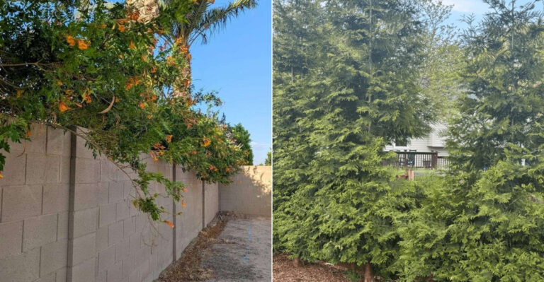 Can Your California Neighbor Force You To Trim A Shrub On Your Own Property?