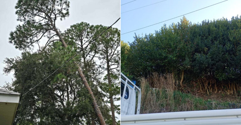 Can Your Oregon Neighbor Force You To Remove A Tree That Blocks Their View