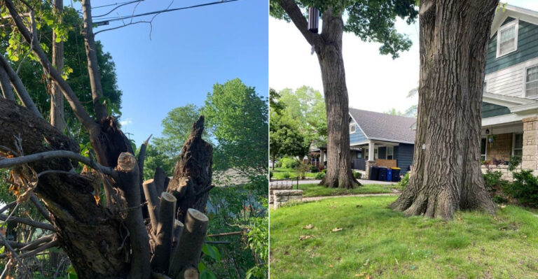 Can Your Oregon Neighbor Force You To Trim A Tree On Your Own Property?