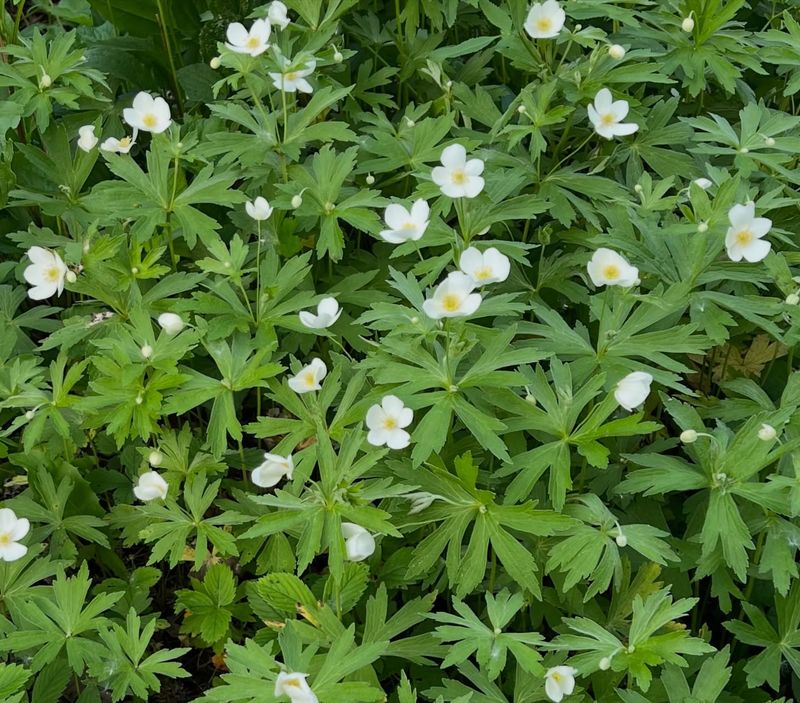 Canada Anemone Canada Anemone