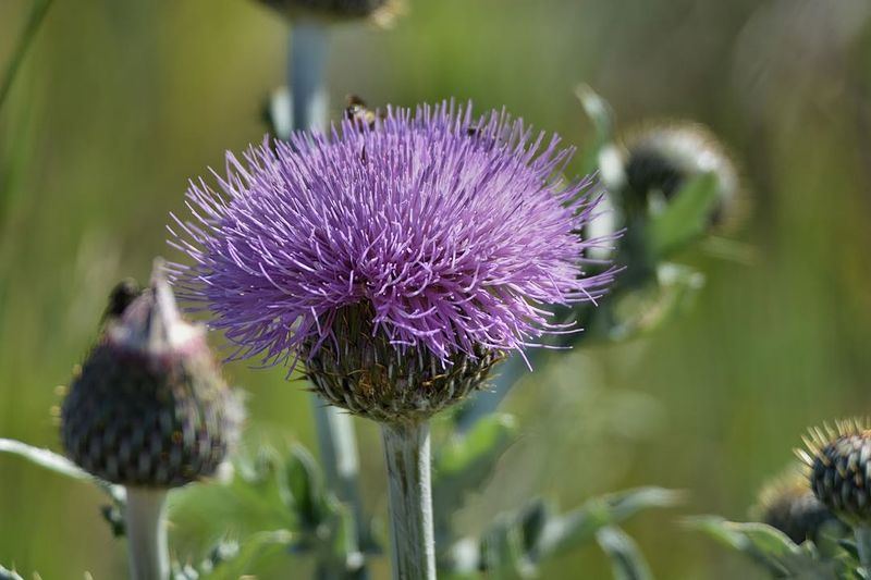 Canada Thistle Spreads Fast By Fluffy Seed Canada Thistle Spreads Fast By Fluffy Seed