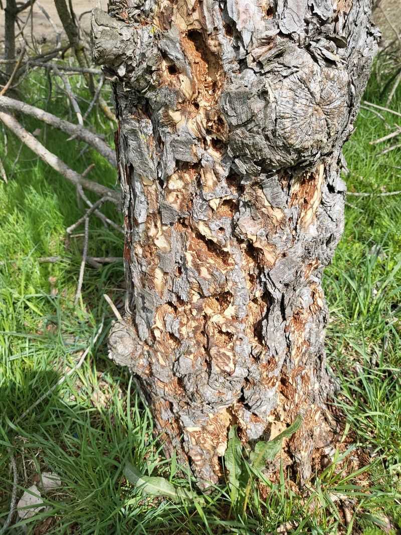Cankers Point To A Bigger Problem