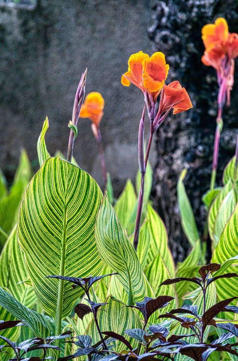 Canna Lily Canna Lily
