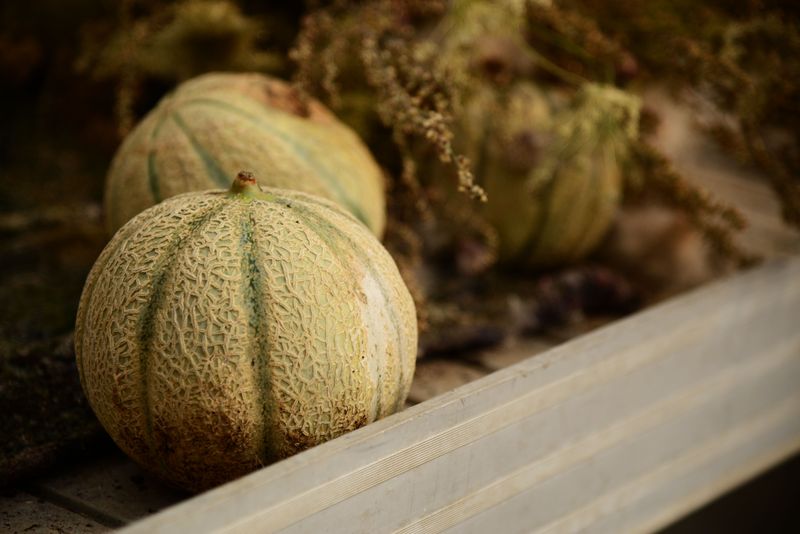 Cantaloupe Cantaloupe