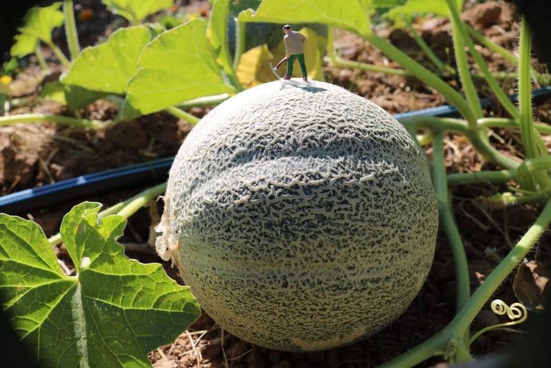 Cantaloupes