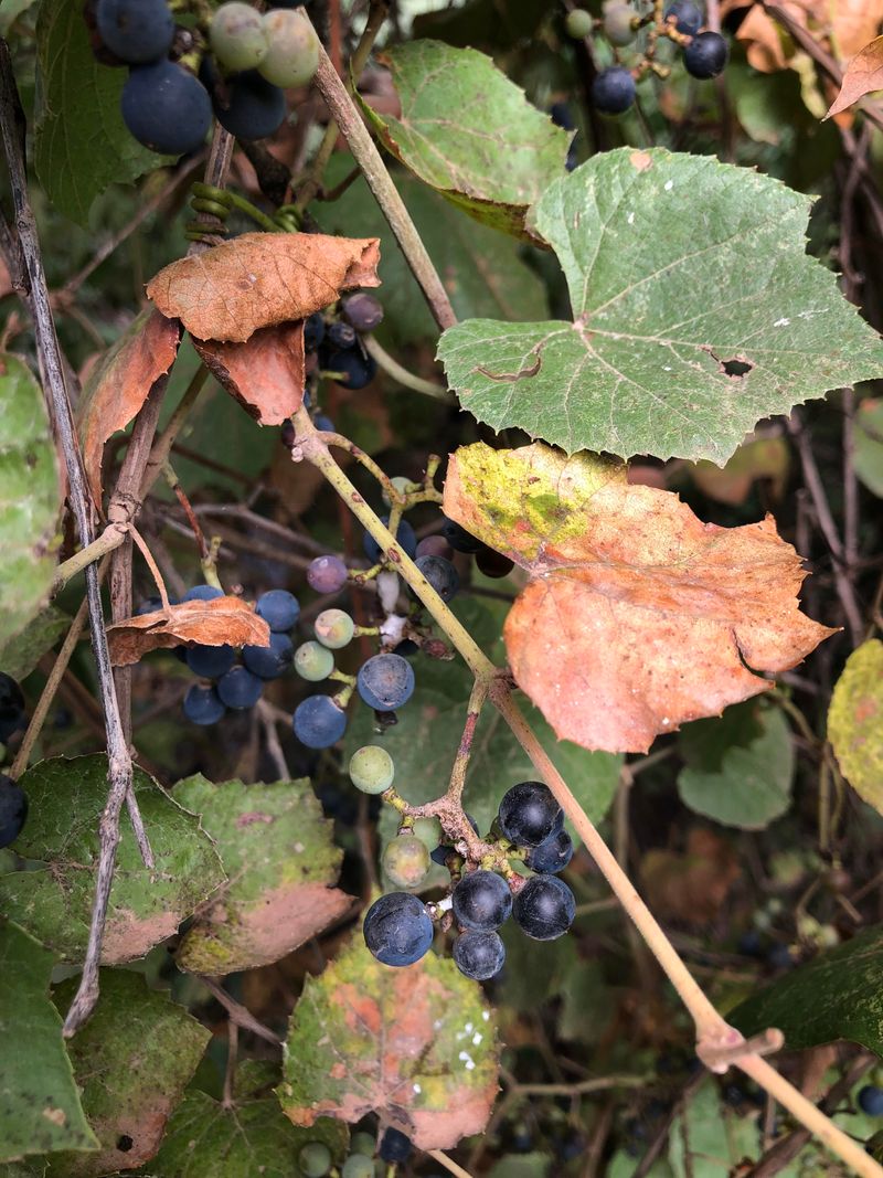 Canyon Grape Shades Arbors Fast Canyon Grape Shades Arbors Fast