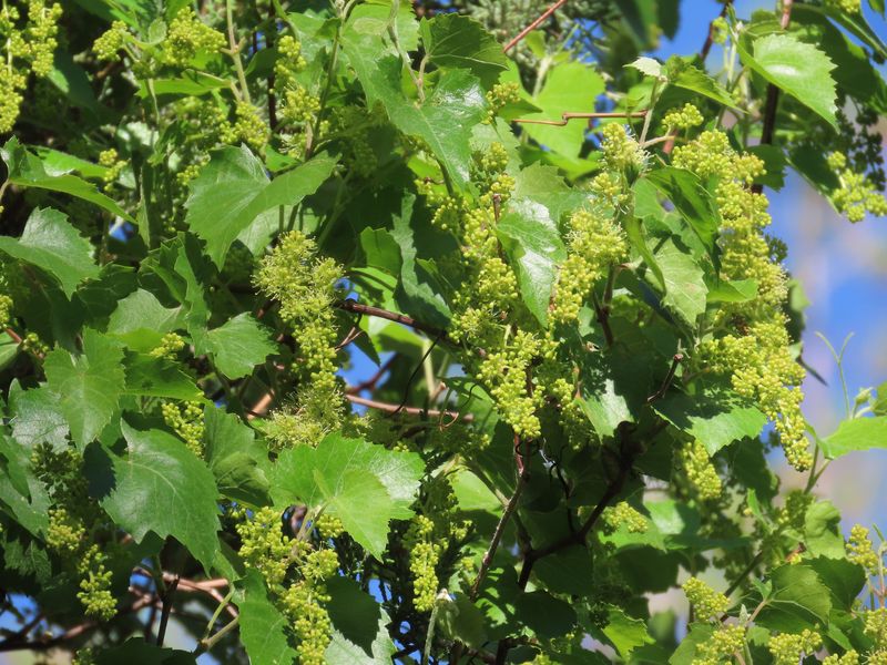 Canyon Grape Works Best On Fences Away From Homes Canyon Grape Works Best On Fences Away From Homes