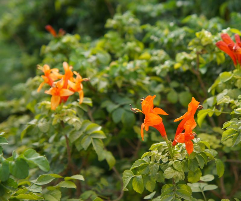 Cape Honeysuckle Fills Larger East-Facing Spaces Cape Honeysuckle Fills Larger East-Facing Spaces