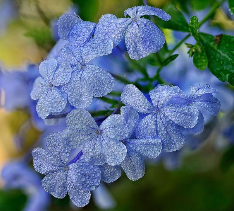 Cape Leadwort (Plumbago)