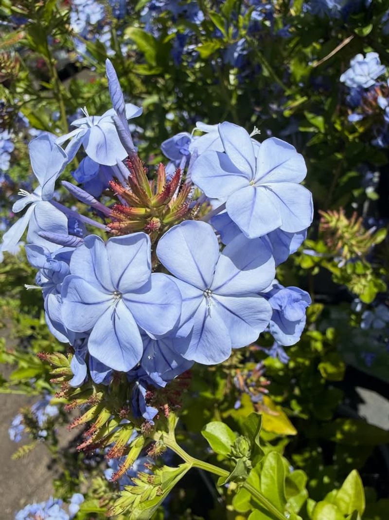 Cape Plumbago Cape Plumbago