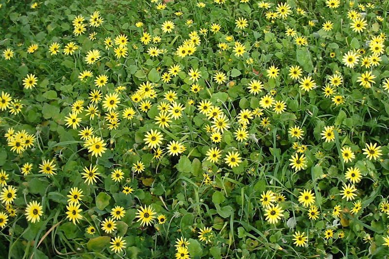 Capeweed Turns Lawns Into A Seed Bank