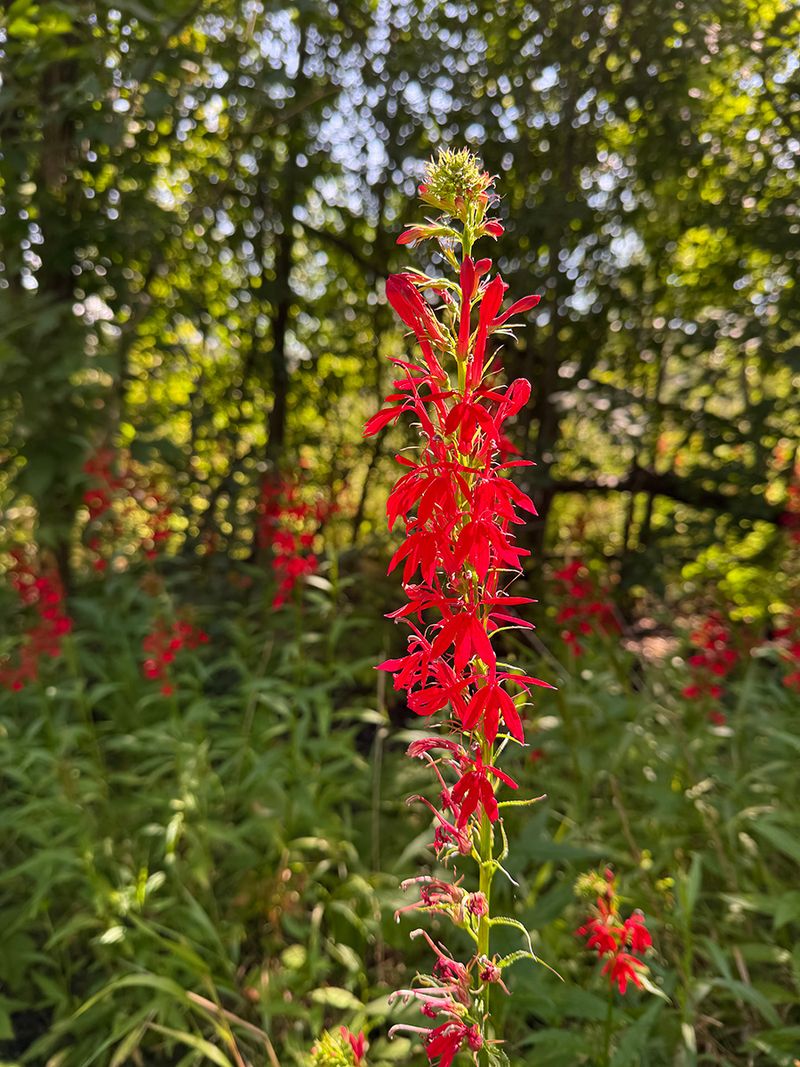 Cardinal Flower Cardinal Flower