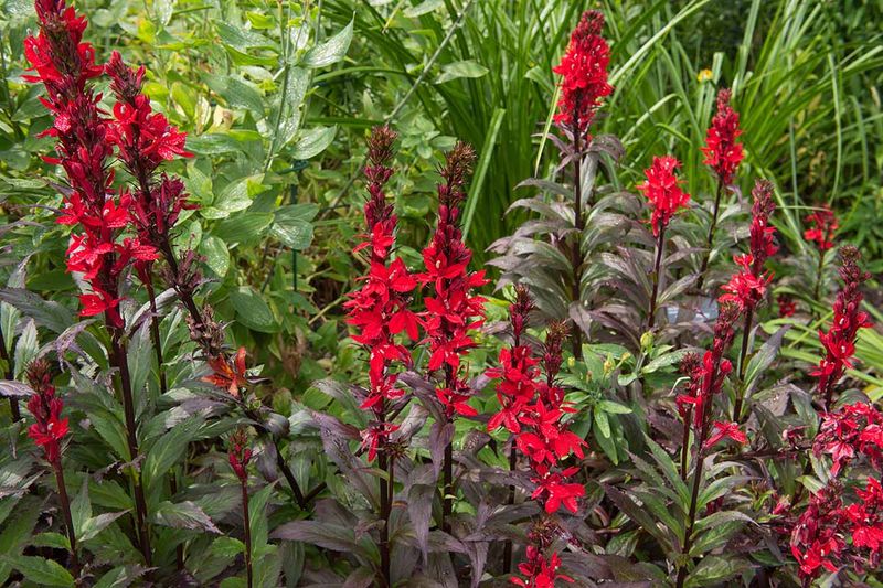 Cardinal Flower Brightens Moist Spots