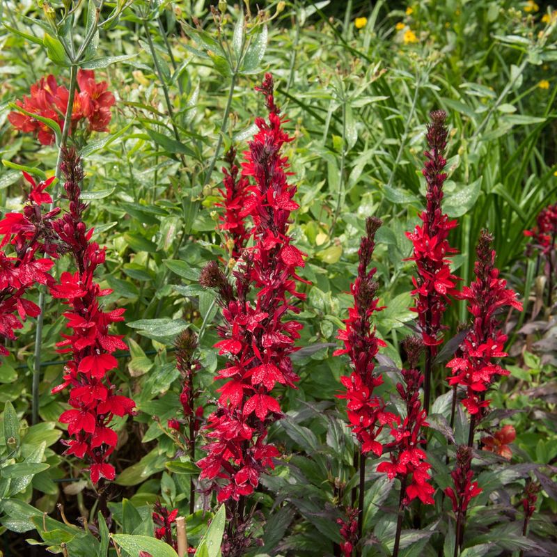 Cardinal Flower Creates A Scarlet Vertical Accent