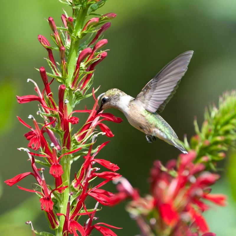 Cardinal Flower Glows Red Where It Is Wet Cardinal Flower Glows Red Where It Is Wet