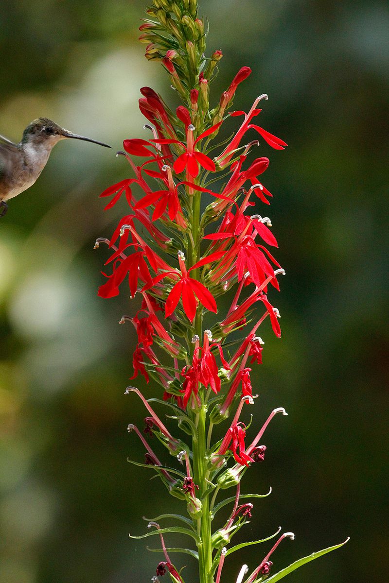 Cardinal Flower Lives Up To Its Name Cardinal Flower Lives Up To Its Name