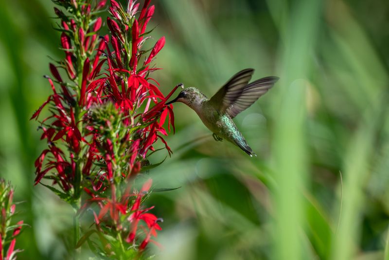 Cardinal Flower (Lobelia Cardinalis) Cardinal Flower (Lobelia Cardinalis)