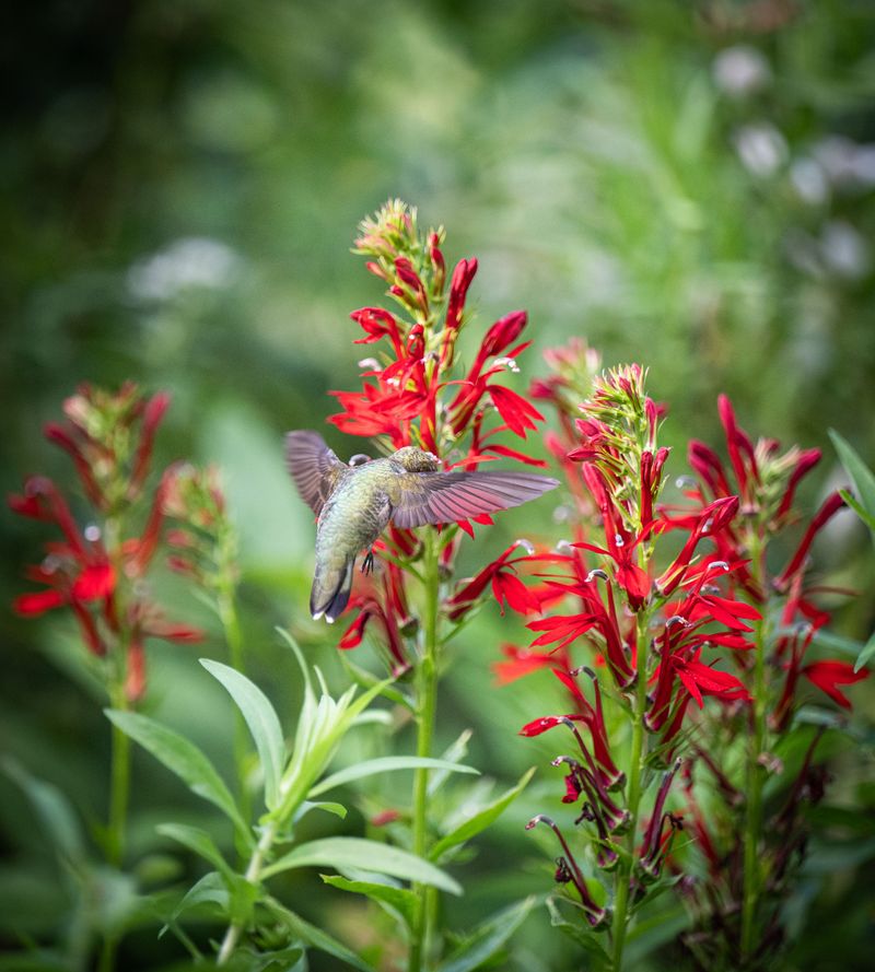 Cardinal Flower