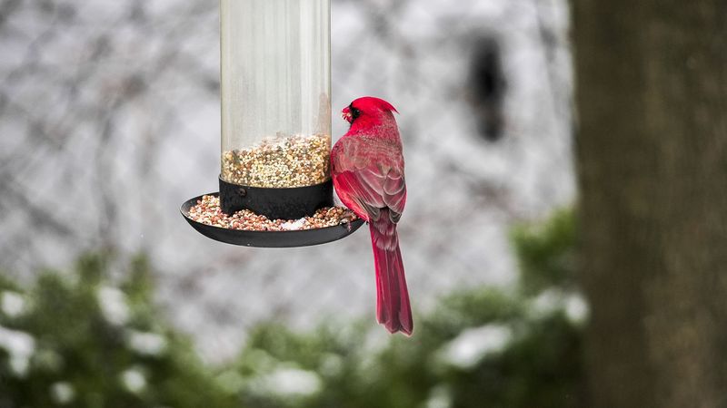 Cardinals Are Year-Round Massachusetts Residents