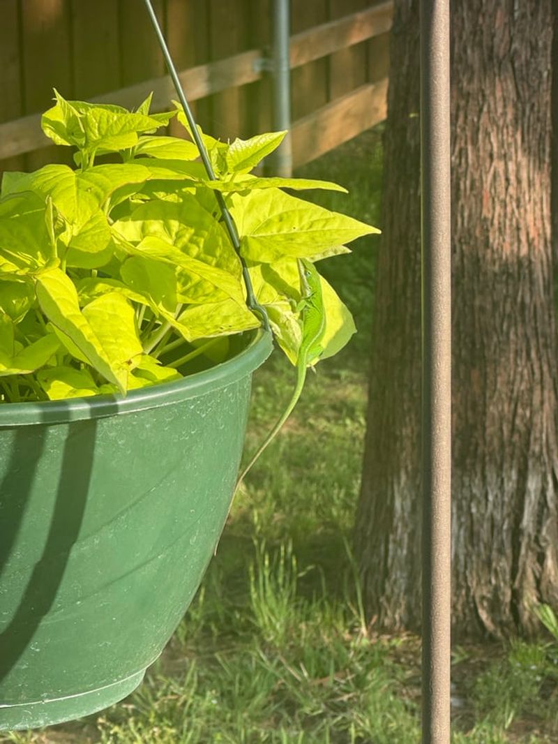Careful Porch Gardening Helps Them Remain