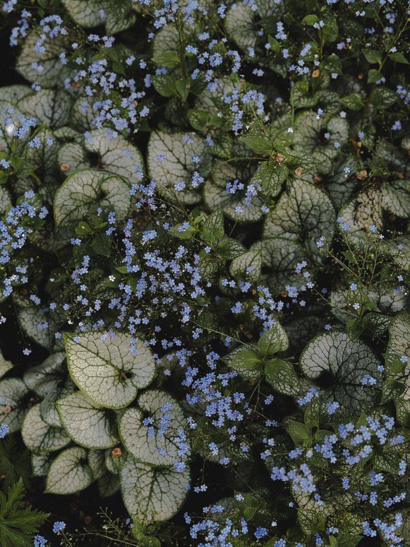 Caring For Brunnera Through The Seasons