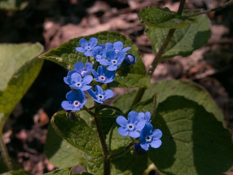 Caring For Brunnera Throughout The Season