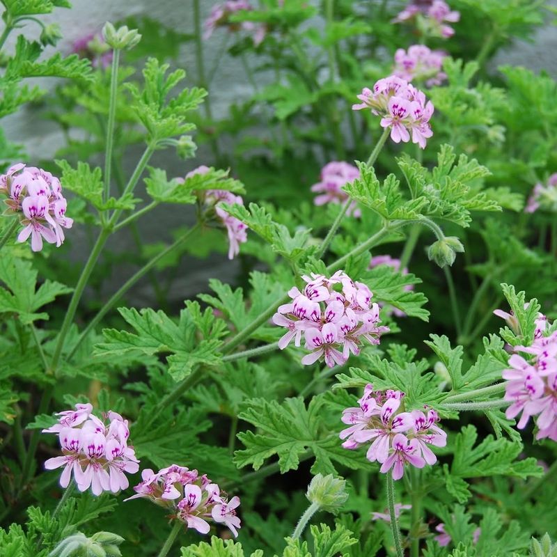 Caring For Citronella Geranium Through The Seasons Caring For Citronella Geranium Through The Seasons