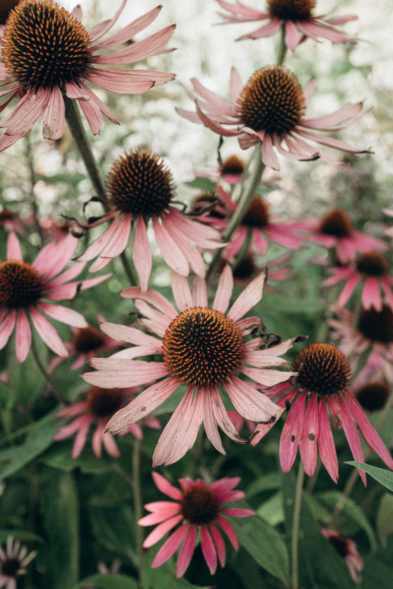 Caring For Coneflowers Through The Michigan Fall Caring For Coneflowers Through The Michigan Fall