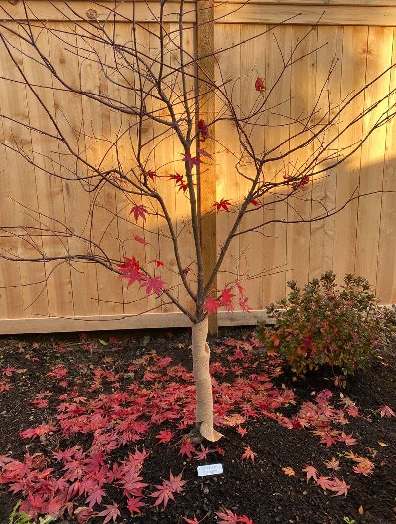 Caring For Your Maple Through Rhode Island Winters Caring For Your Maple Through Rhode Island Winters