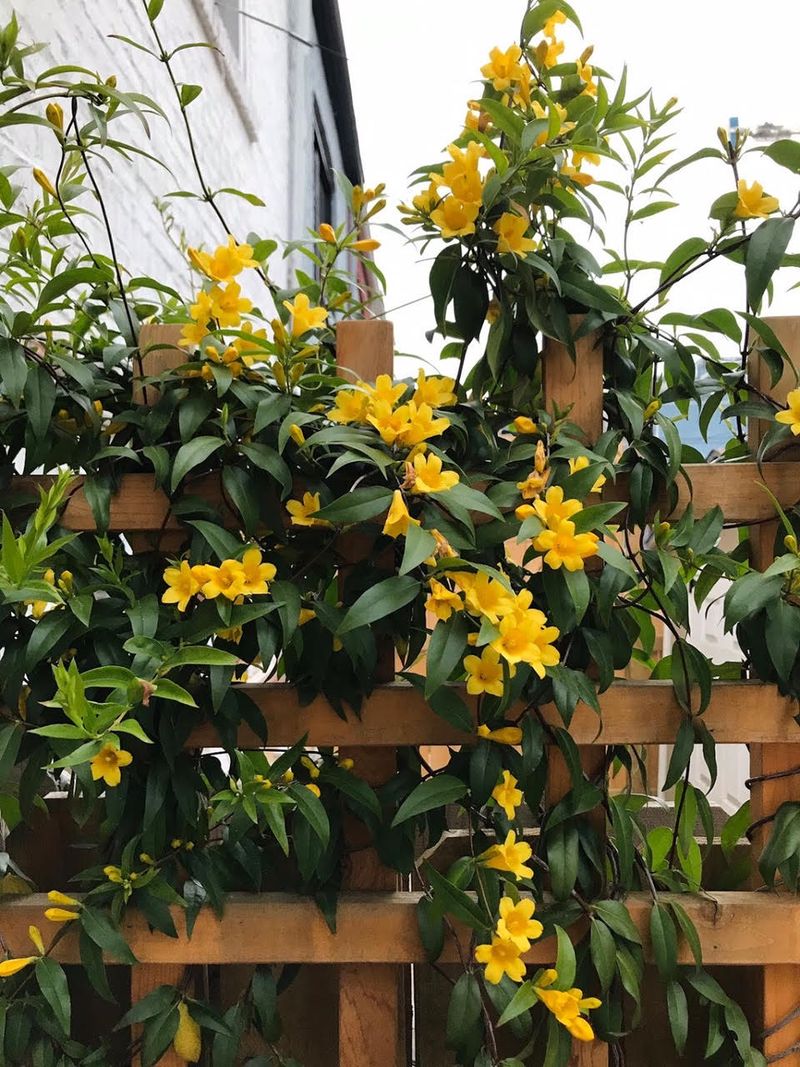 Carolina Jessamine 