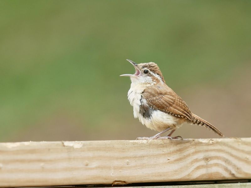 Carolina Wrens Choose Yards With Food And Shelter Carolina Wrens Choose Yards With Food And Shelter