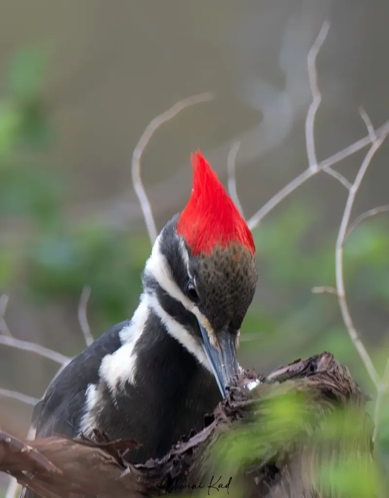 Carpenter Ants Can Bring Woodpeckers Closer