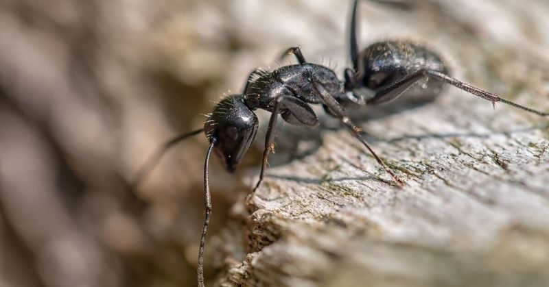 Carpenter Ants Or Wood-Boring Insects May Be Present