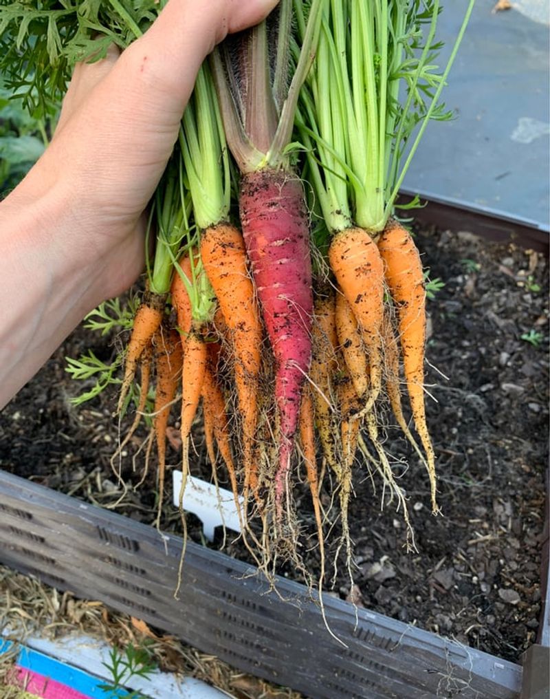 Carrot Need Time To Size Up Carrot Need Time To Size Up