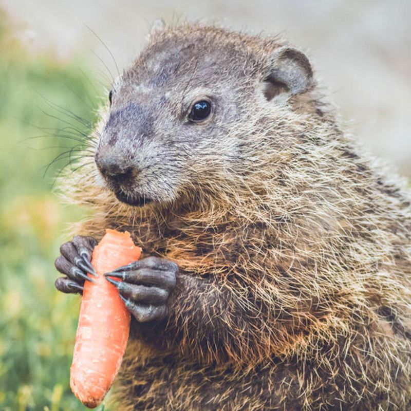 Carrots Carrots