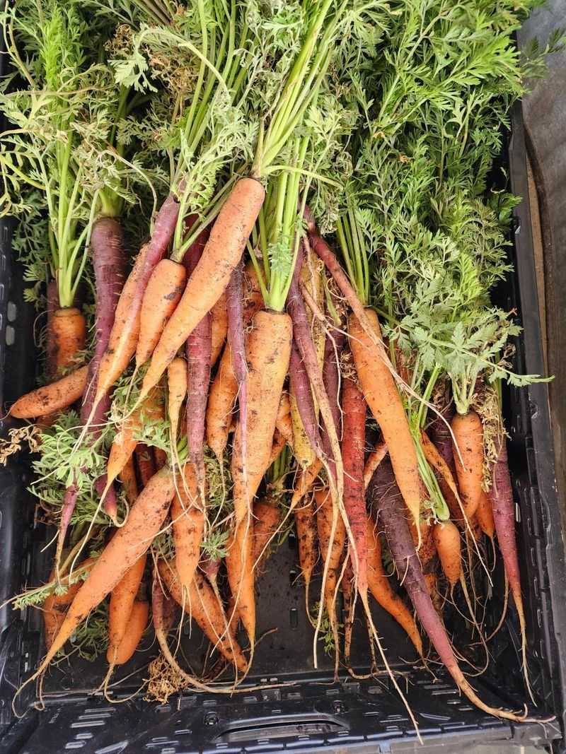 Carrots Carrots