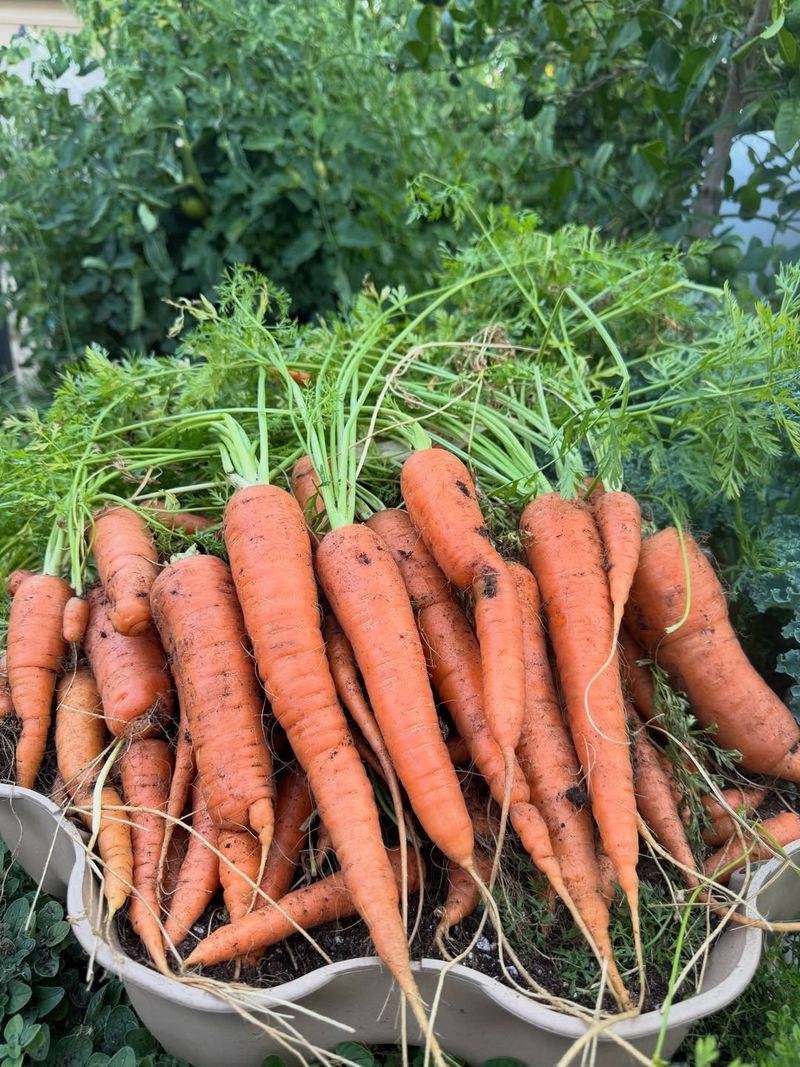 Carrots Carrots