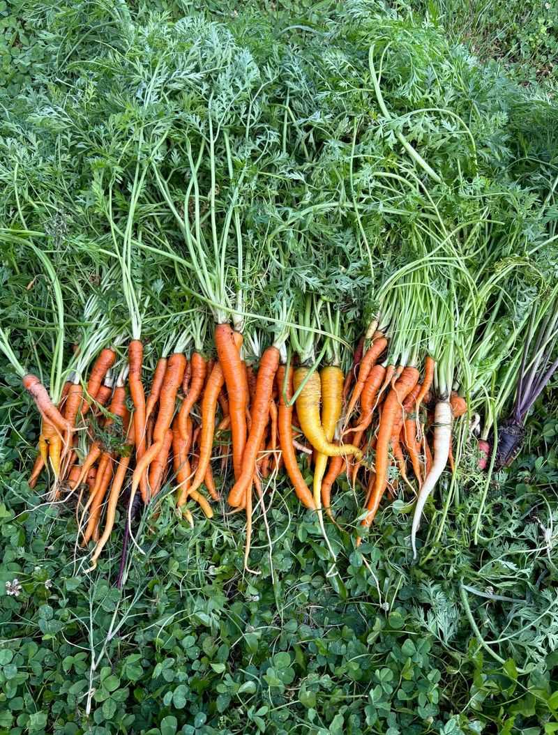 Carrots Develop Richer Flavor In Autumn Carrots Develop Richer Flavor In Autumn