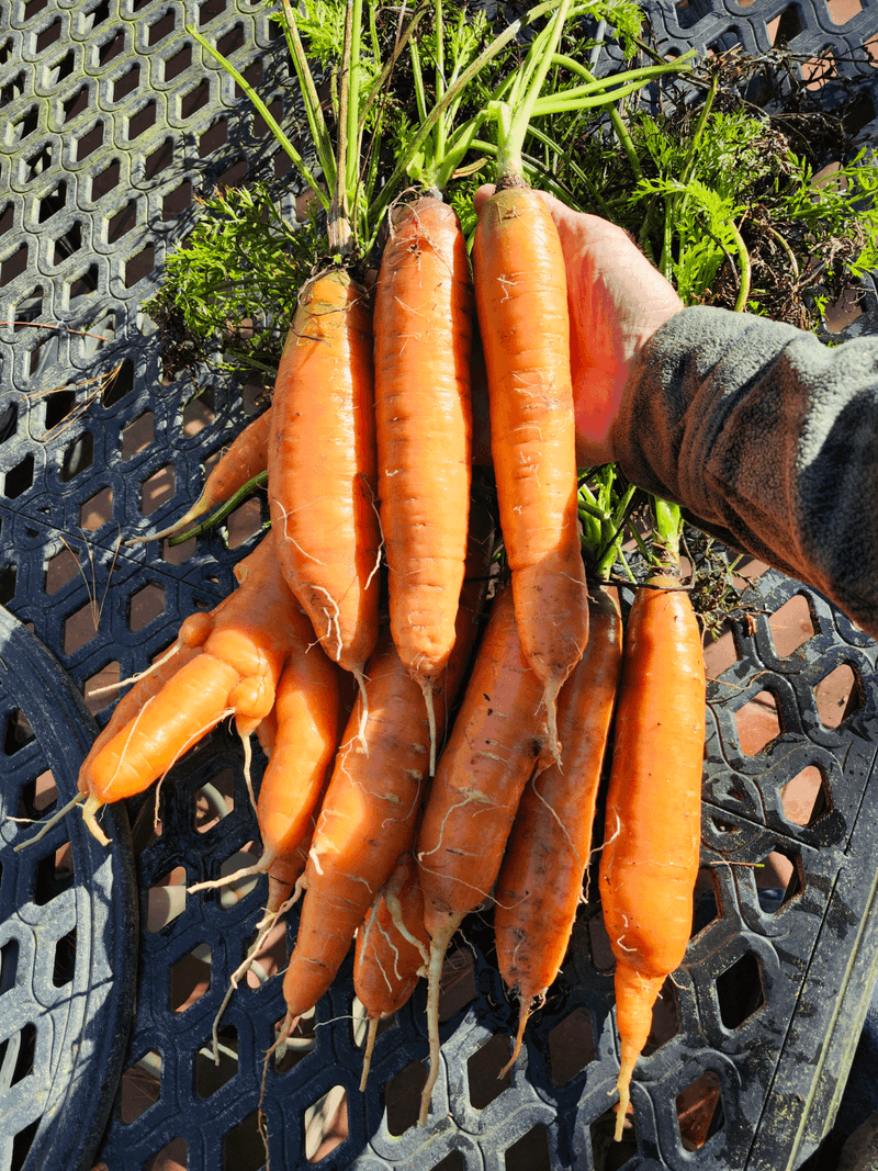 Carrots For Late Crunch