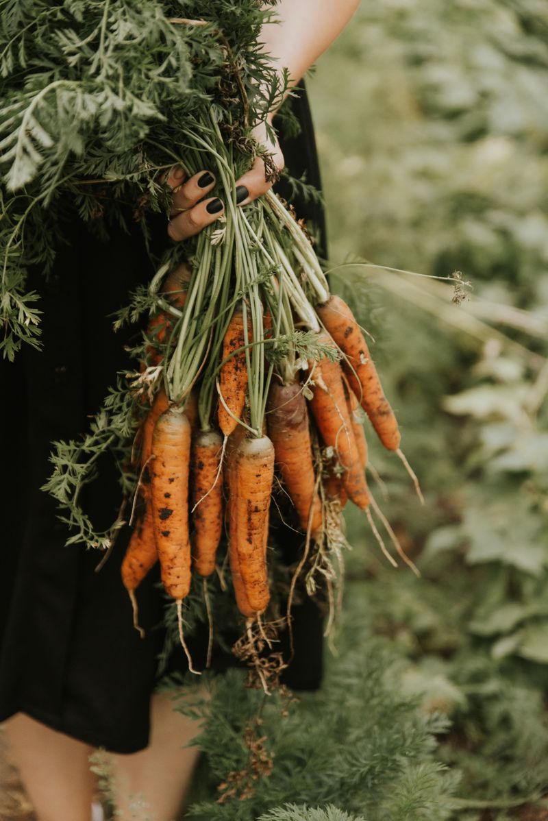 Carrots Grow Sweeter As Temperatures Drop Later In The Season Carrots Grow Sweeter As Temperatures Drop Later In The Season