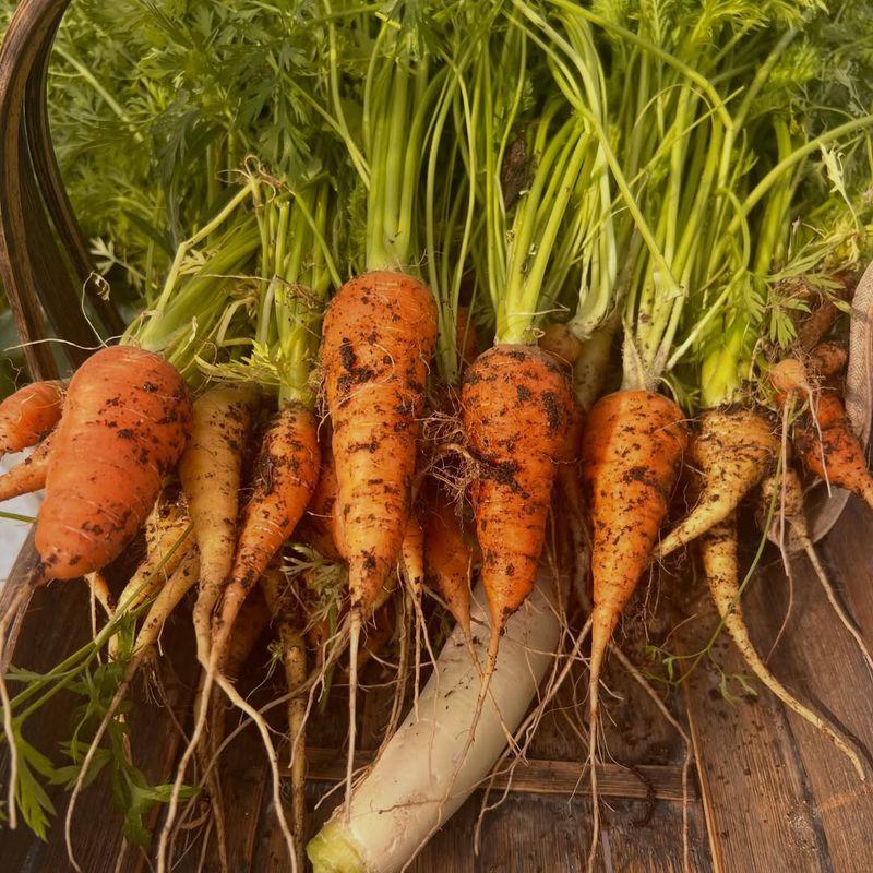 Carrots Need A Long Growing Window Before Fall Carrots Need A Long Growing Window Before Fall
