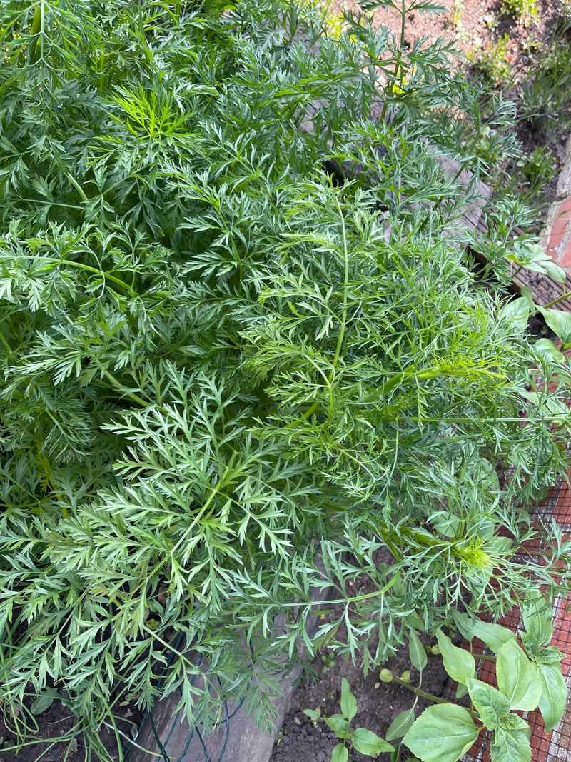 Carrots Need An Early August Start