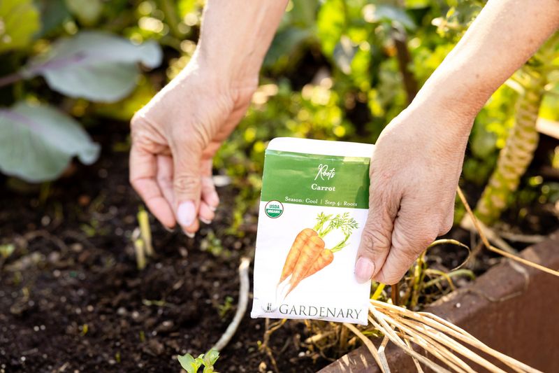 Carrots Need Moist July Seedbeds