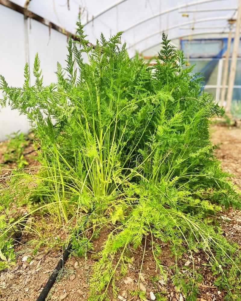 Carrots Sweeten As Fall Weather Arrives