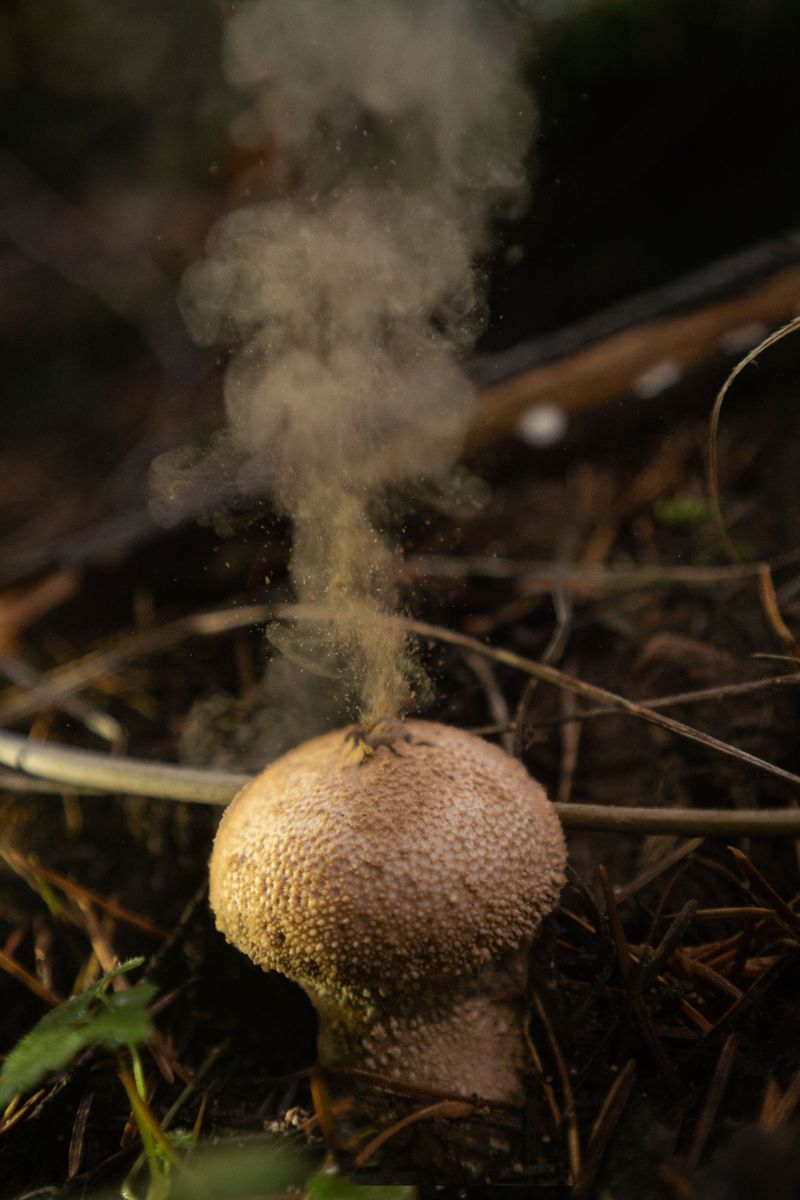 Carrying Fungal Spores From Last Season Carrying Fungal Spores From Last Season