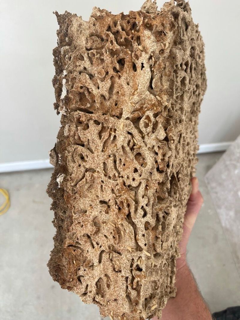 Carton Nest Material In Hollow Trees Or Moist Voids